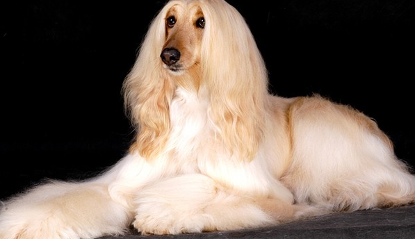 阿富汗猎犬性格怎么样？智商如何？