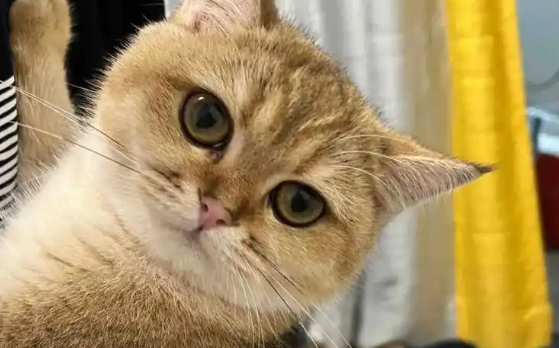 女子驾驶宝马车拖行小猫致死悉意外? 女子驾驶宝马车拖行小猫致死悉意外?