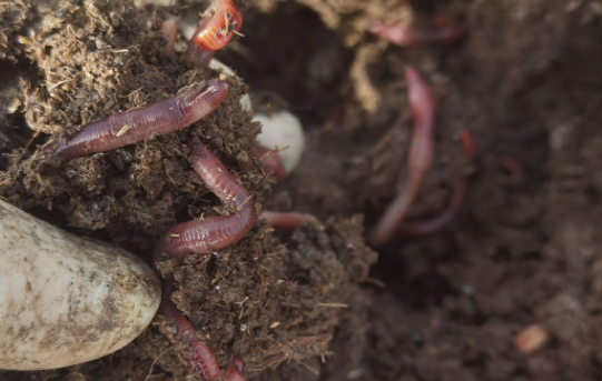 怎样把蚯蚓弄出地面 怎样把蚯蚓弄出地面