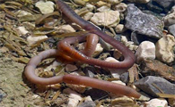 worm是蚯蚓吗