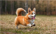 威尔斯柯基犬的智商高吗?排名是多少?