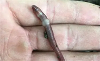 活蚯蚓怎么保存