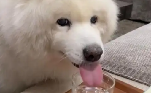 晚上狗狗一直叫是渴了吗 晚上狗狗一直叫是渴了吗