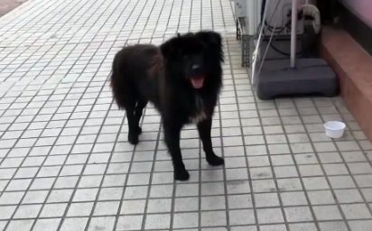 那只每天守在饭店门口,被宠物狗驱赶的流浪狗,终于有家了 那只每天守在饭店门口,被宠物狗驱赶的流浪狗,终于有家了