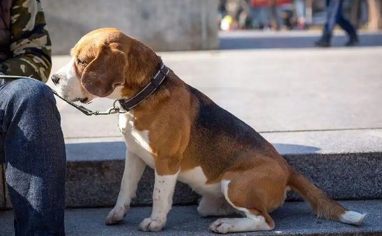 巴吉度犬如何喂养?巴吉度犬是什么? 巴吉度犬如何喂养?巴吉度犬是什么?