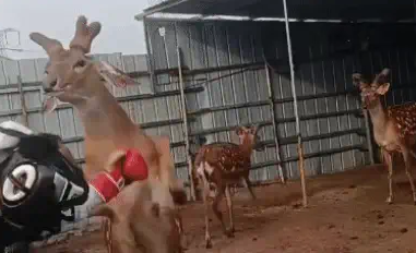 男子闲来无事和梅花鹿切磋，结果被鹿KO。网友：十八鹿弹腿