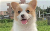 一文介绍威尔斯柯基犬，感兴趣的朋友快来看