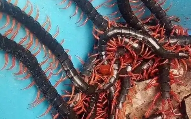 红头的蜈蚣有没有毒 红头的蜈蚣有没有毒