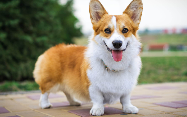 威尔斯柯基犬：萌态可掬的独特魅力