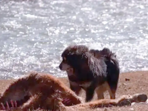 藏獒从神犬到流浪犬的惊人转变
