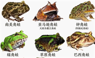 探索角蛙世界：品种差异