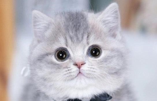 “氪金”养宠,开始挤泡沫 “氪金”养宠,开始挤泡沫