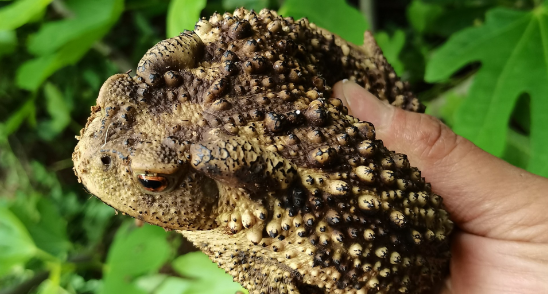 蛤蟆是什么变的 蛤蟆是什么变的