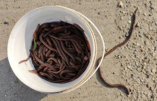 抓蚯蚓卖犯法吗
