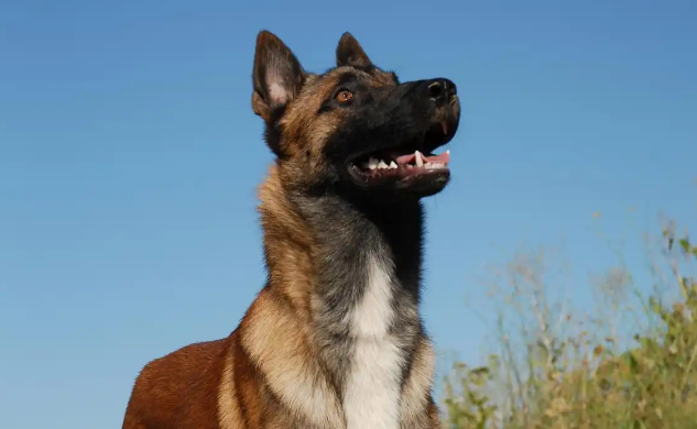 马犬什么颜色最正宗? 马犬什么颜色最正宗?
