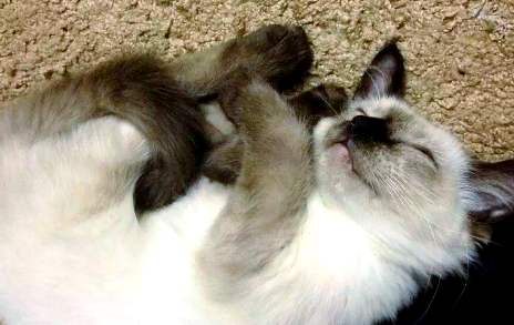 巴厘猫：长毛暹罗猫的独特品种与丰富特征！
