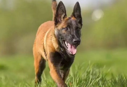 萌娃与萌犬:比利时坦比连犬儿童互动全攻略 萌娃与萌犬:比利时坦比连犬儿童互动全攻略