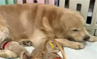 狗狗坐月子吃啥好