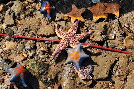 海星黄色的籽能吃吗 海星黄色的籽能吃吗