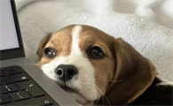 老少咸宜，能动能静的气味猎犬——比格犬