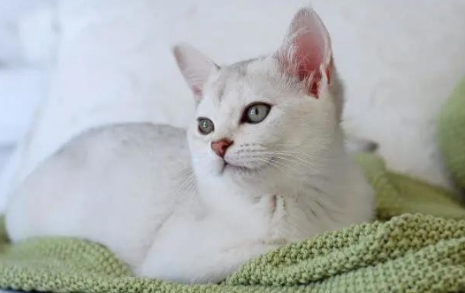 波米拉猫:不常见的爱猫新选择! 波米拉猫:不常见的爱猫新选择!