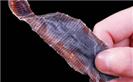 野生蚯蚓干市场价钱