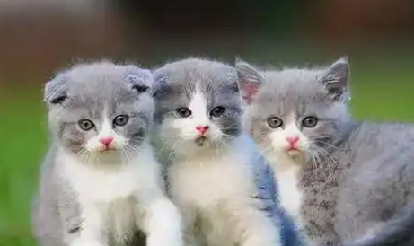 猫界微缩:茶杯猫的迷你世界 猫界微缩:茶杯猫的迷你世界