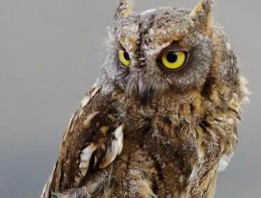 猫头鹰有什么特点