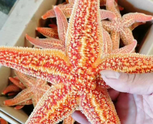 海星是动物还是植物类