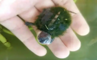 绿毛龟是什么品种