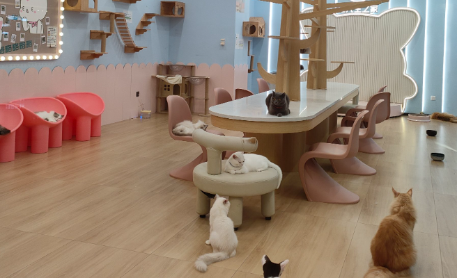 长宁区 “萌宠欢乐节” 启幕,吸引游客前往体验 长宁区 “萌宠欢乐节” 启幕,吸引游客前往体验