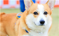 威尔斯柯基犬养成秘籍:你绝不能错过的注意事项!