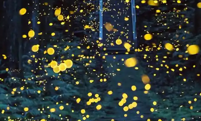 怎样描述萤火虫