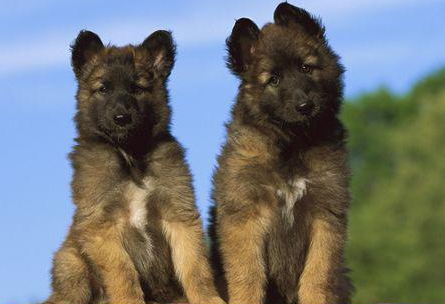 比利时坦比连犬:从牧羊犬到全能工作犬的进化史 比利时坦比连犬:从牧羊犬到全能工作犬的进化史
