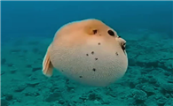 河豚子是什么东西