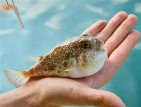 怎样处理河豚毒素