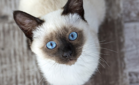 巴厘猫肠炎吃什么药最有效！猫肠