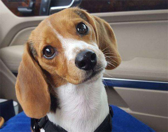 比格犬毛难打理吗？轻松护理全攻略