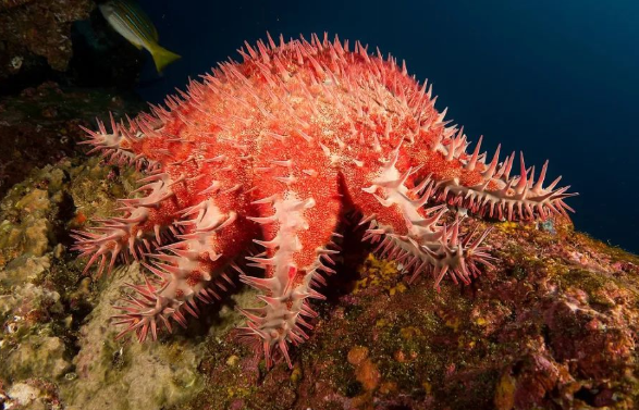 AI保卫珊瑚,顺便拯救了“一只只给海星打毒针”的人类 AI保卫珊瑚,顺便拯救了“一只只给海星打毒针”的人类