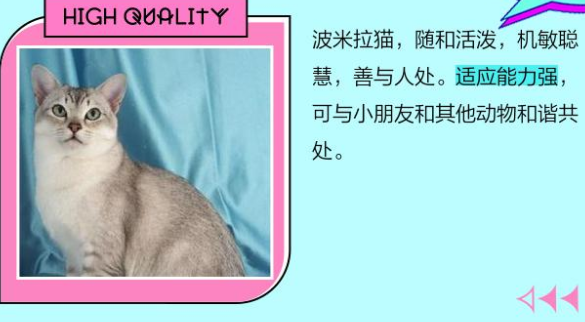 波米拉猫和银渐层的区别,你知道吗? 波米拉猫和银渐层的区别,你知道吗?
