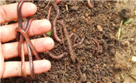 用牛粪养蚯蚓怎样养