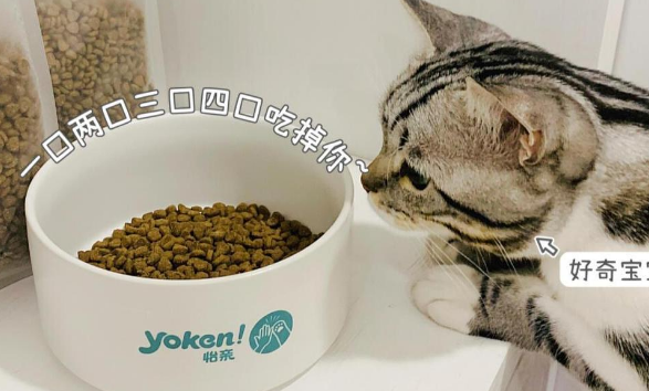 怡亲0谷猫粮测评：千人共创，猫咪新宠！