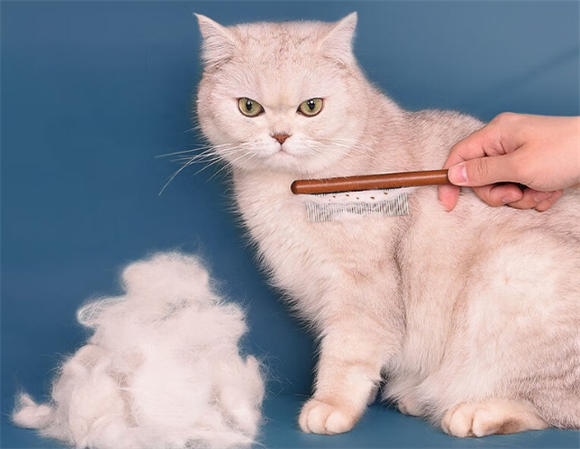 猫橘狗猫梳子有必要买吗 猫橘狗猫梳子有必要买吗