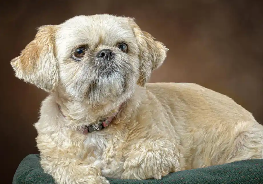 狗狗打狂犬疫苗前后注意事项