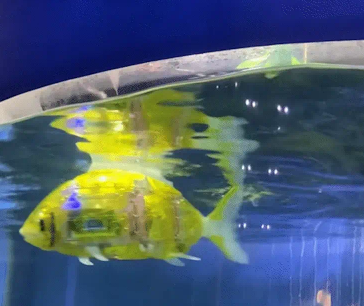 女子养了两条电子鱼。网友:赛博鲤鱼 女子养了两条电子鱼。网友:赛博鲤鱼