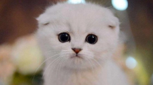 苏格兰折耳猫:从起源到现状的惊人历程 苏格兰折耳猫:从起源到现状的惊人历程