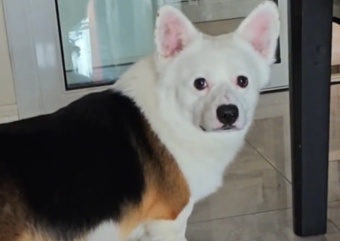 男子家狗子天生造型独特。网友:嫁接狗头 男子家狗子天生造型独特。网友:嫁接狗头