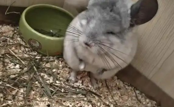 提摩西草与苜蓿草:如何成为龙猫的理想食物 提摩西草与苜蓿草:如何成为龙猫的理想食物