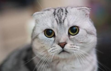 苏格兰折耳猫性格大揭秘，快来看看