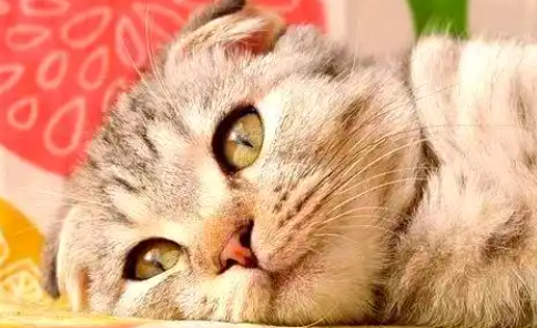 苏格兰折耳猫：甜蜜伴侣与特别养护指南